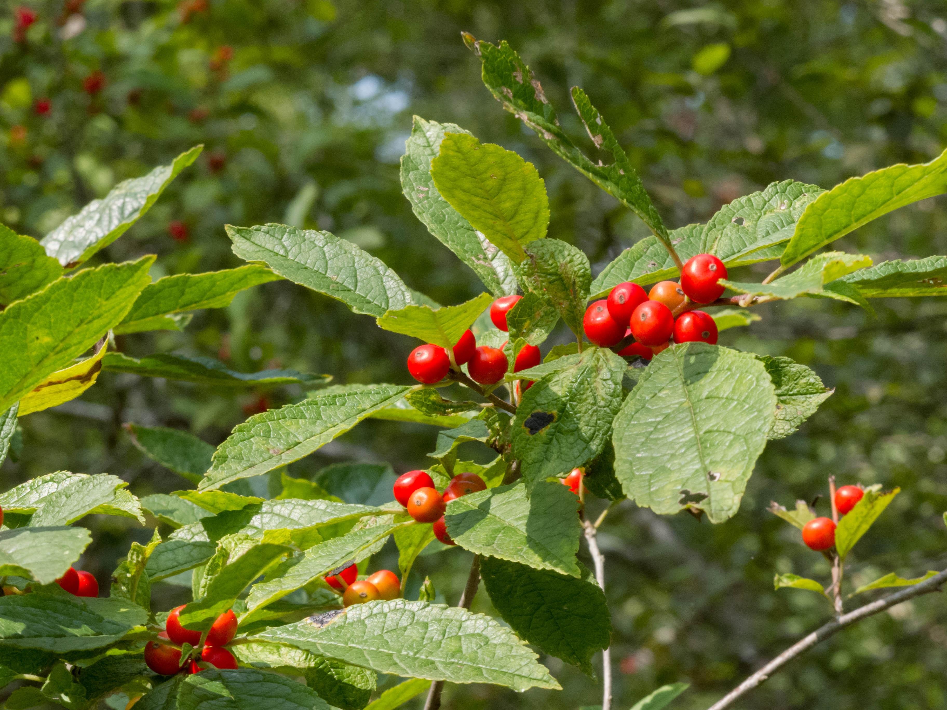 red berries of winterberry holly