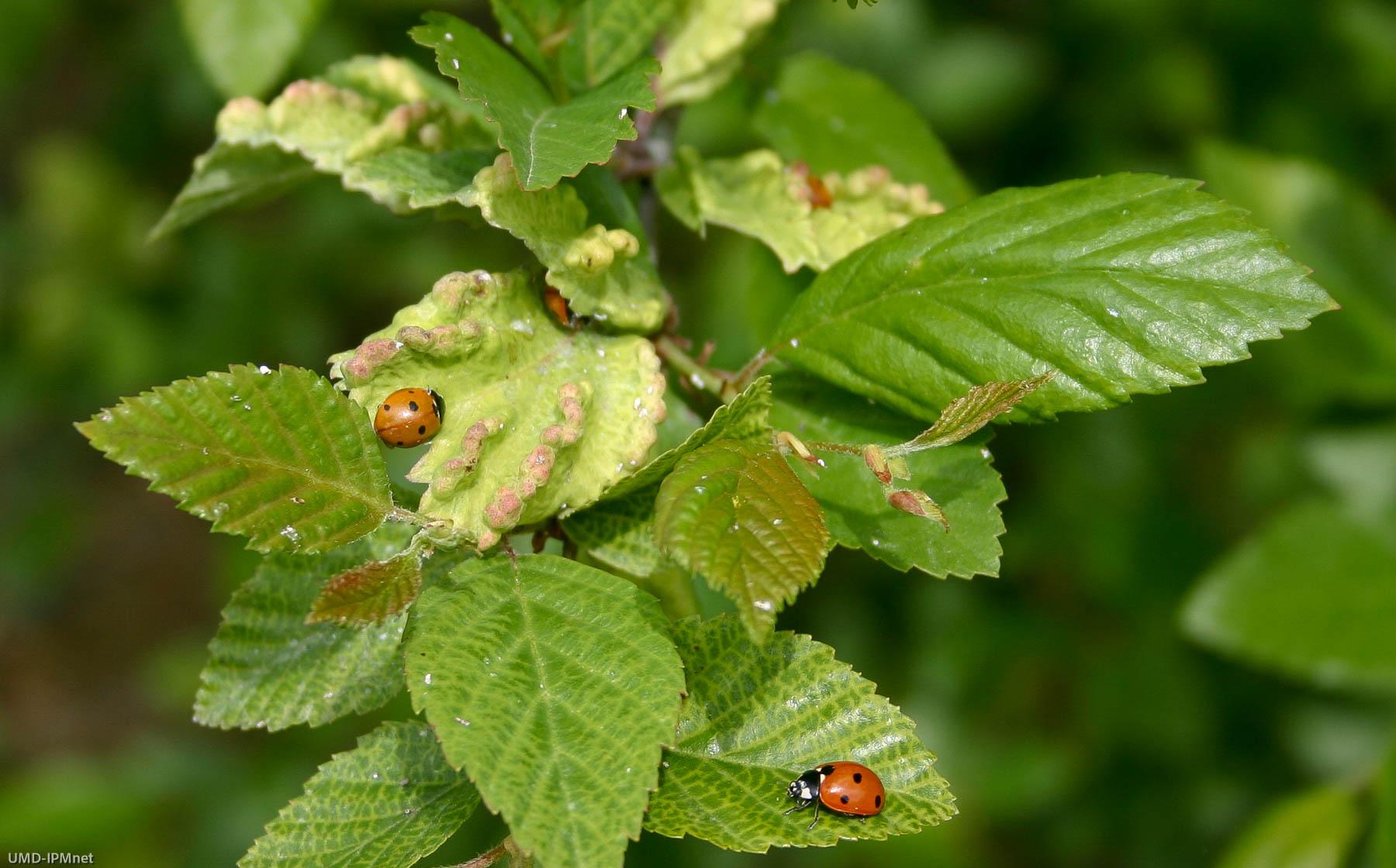 Lady bird beetle adults on birch with spiny witchhazel gall aphids