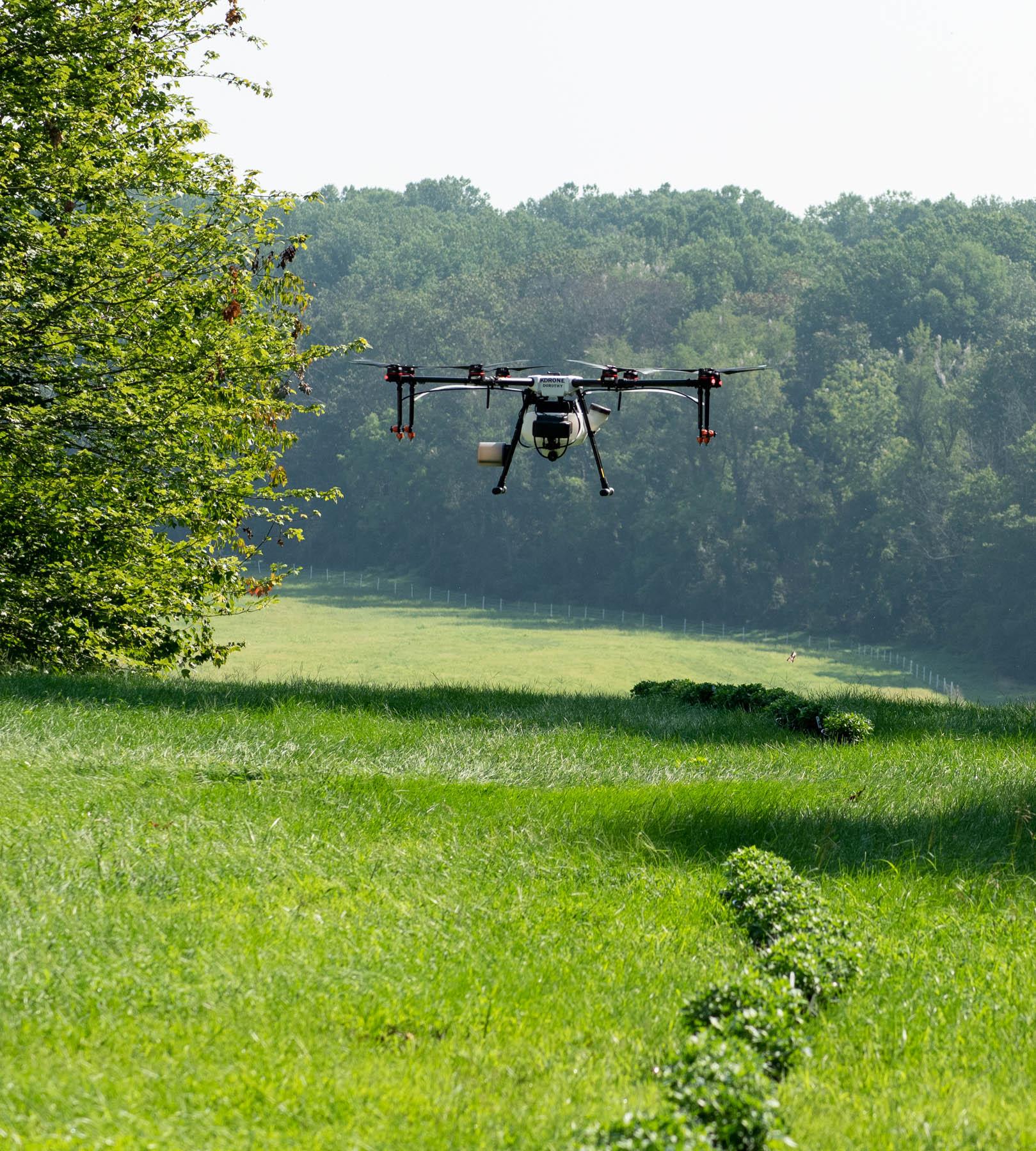 Spray drone over mum trial plants