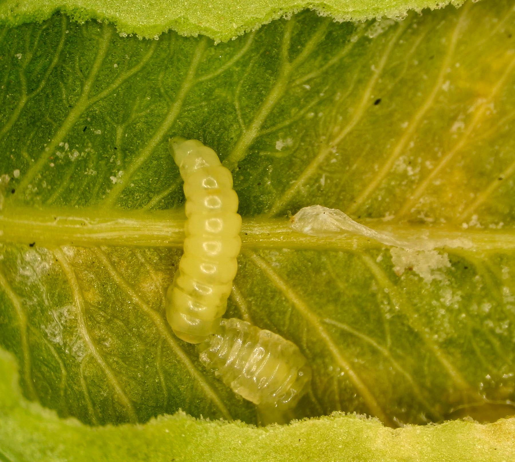 Boxwood leafminer within leaf before it pupates in spring