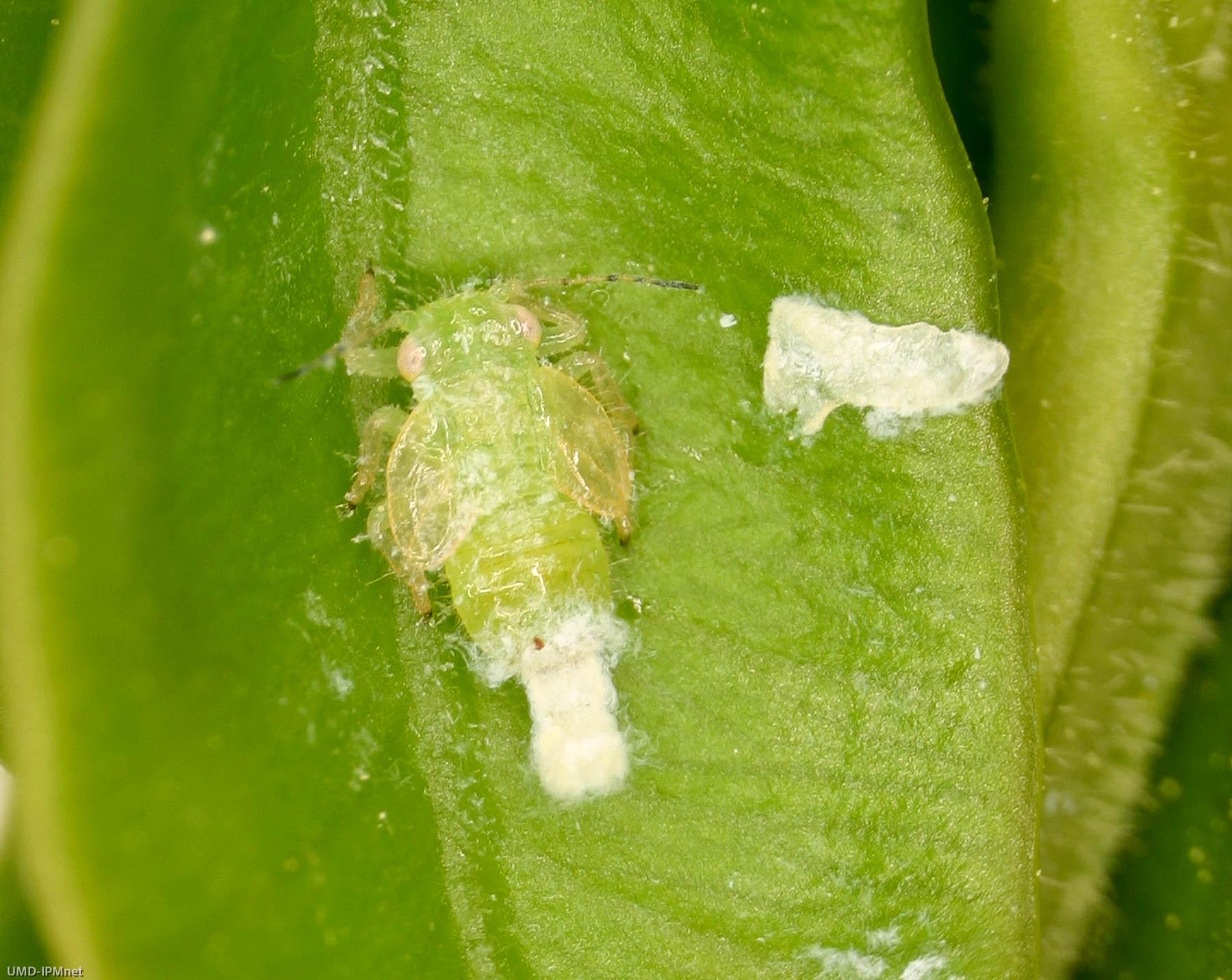 Boxwood psyllid nymph within cupped leaf