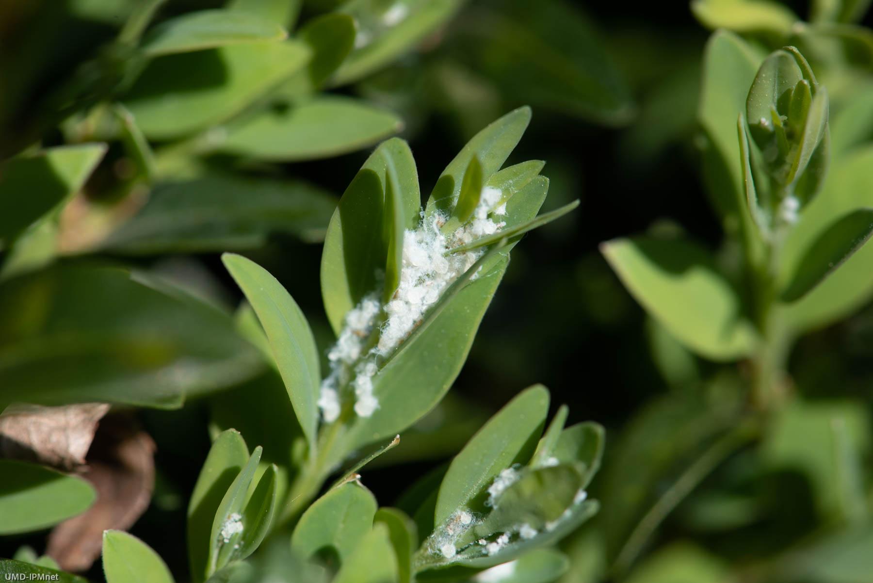 Wax covering boxwood psyllid nymphs in growing tip