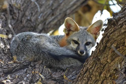 Gray fox in tree. Photo © Todd Fitzgerald, iNaturalist.org