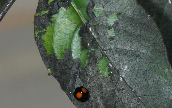 twice stabbed lady beetle on leaf with sooty mold