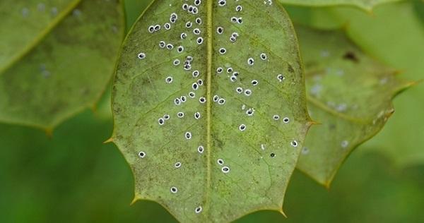 whitefly pupae can look like scale on the back of a holly leaf