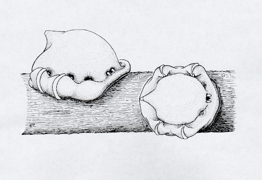 illustration of Indian wax scale covers on a twig