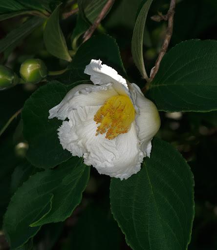 white Japanese stewartia bloom
