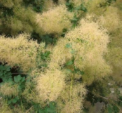 smokebush in bloom