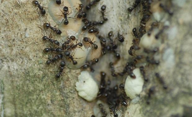 ants tending scale on a magnolia