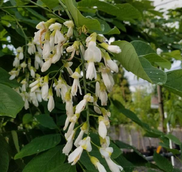 white flowers of a yellowwood tree