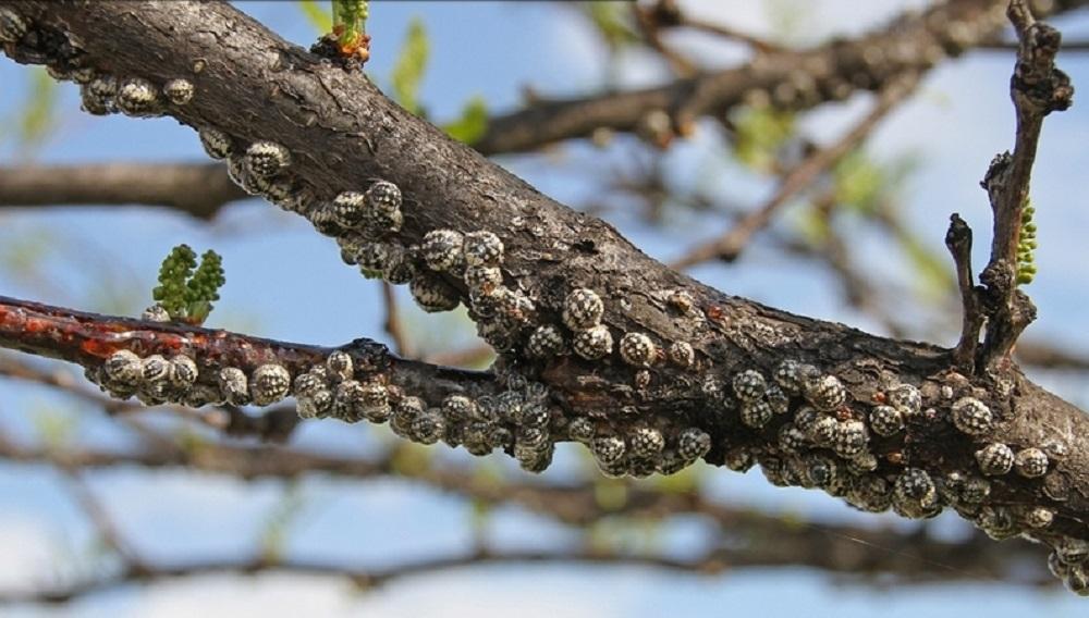 Calico scale females on twig