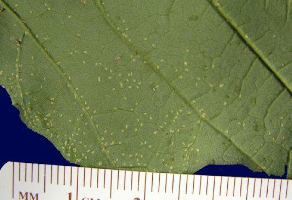 immature crawlers feed along leaf veins on the back of a maple leaf