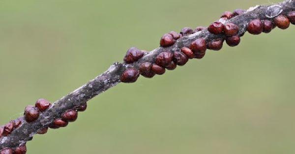 brown mature European fruit lecanium scale on oak twig