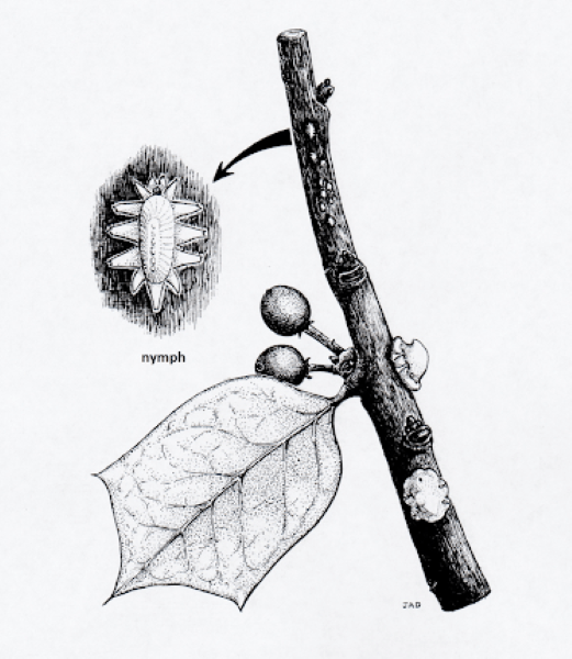 illustration of indian wax scale on holly
