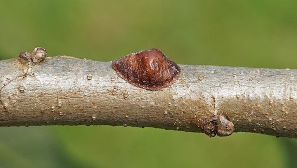 closeup of oak lecanium scale on twit
