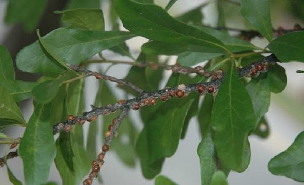 oak lecanium scale on small branch with leaves