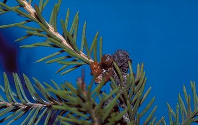 A cluster of Spruce Bud Scale can look like buds
