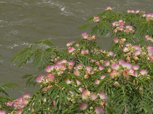 mimosa tree blooms