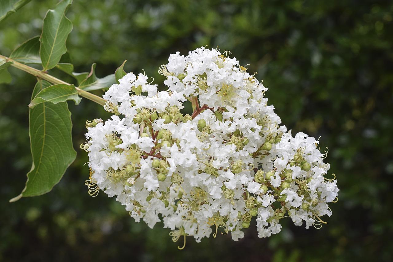 Crapemyrtle 'Natchez' with white flowers
