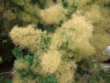 smoketree with white blooms