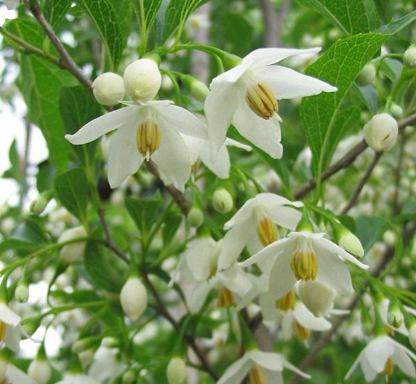 blooms of a Japanese snowbell tree