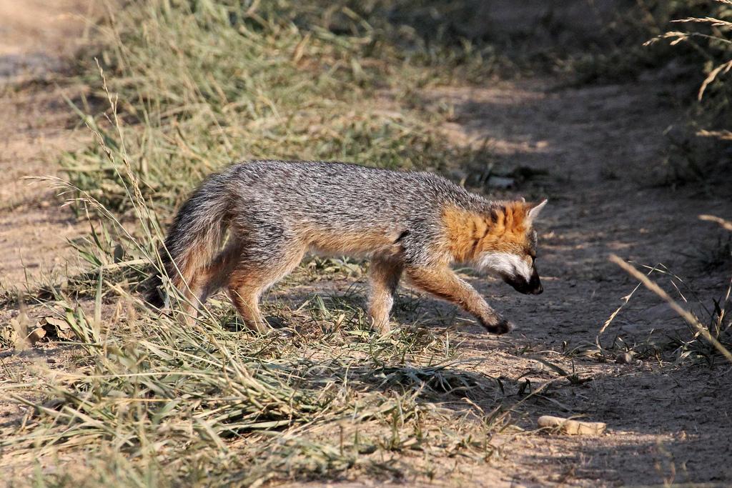 Gray fox in Allegany County, MD. Photo by Mike Burchett, Maryland Biodiversity Project