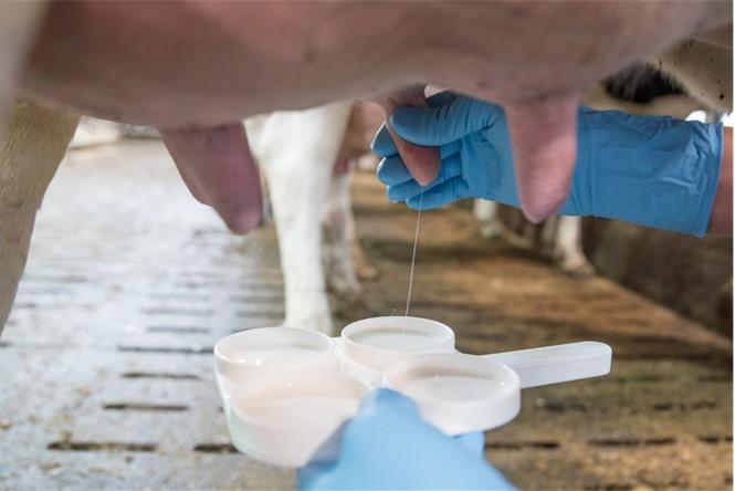 Figure 1. A California Mastitis Test is a cow-side tool that can help indentify quarters that have an elevated somatic cell count. A cow is being hand miked to obtain samples for testing.