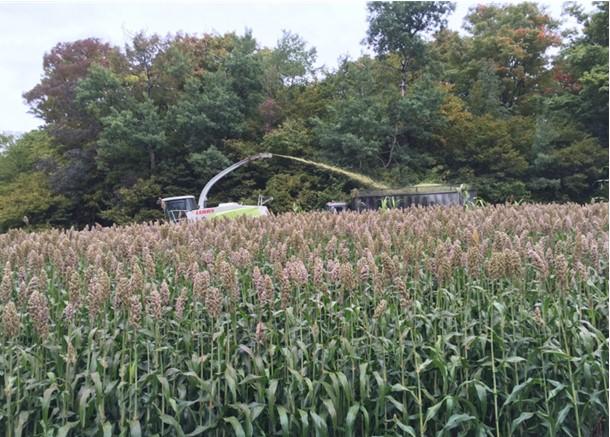 Figure 1. Sorghum silage can serve as an alternative to corn silage.  Image credit: Tom Kilcer, Advanced Ag Systems LLC.