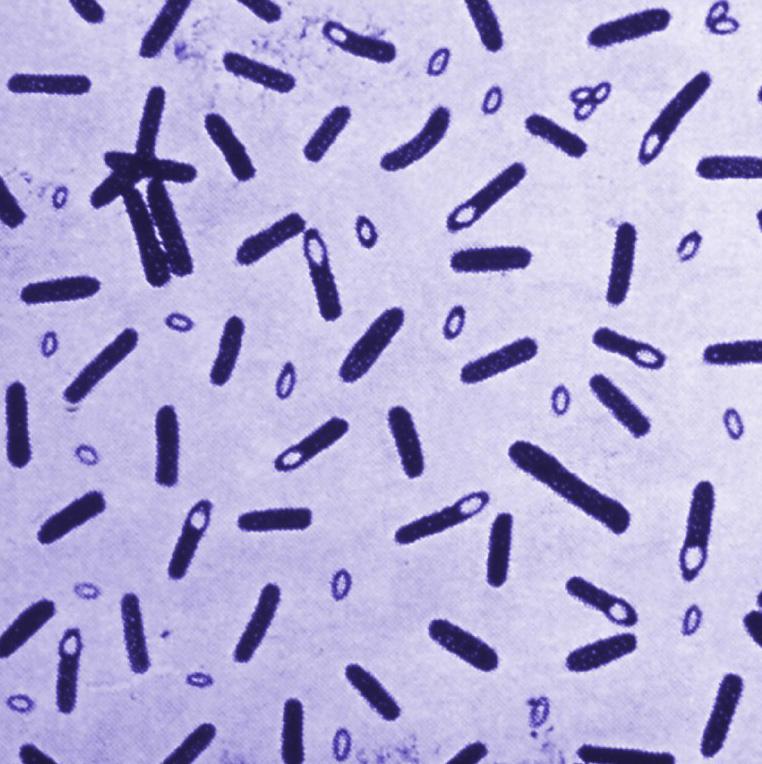 Figure 1. Image Clostridium botulinum, Image credit: CDC