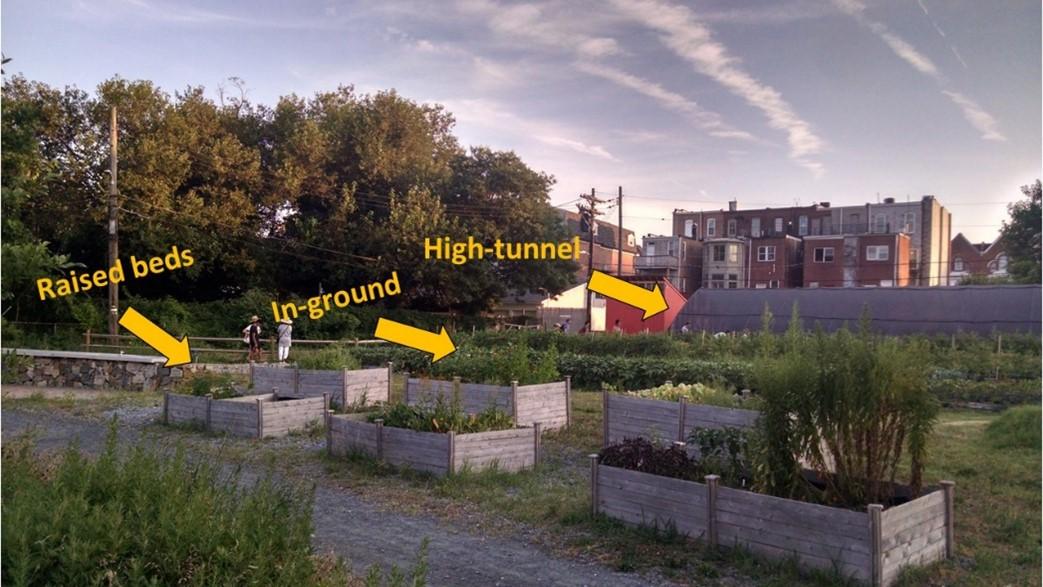 Figure 3: Outdoor urban agriculture can be done in raised beds or containers, in-ground in native or imported soil, and in high tunnels or hoop houses. Picture taken at Whitelock Community Farm, Baltimore, MD by Neith Little, UMD Extension.