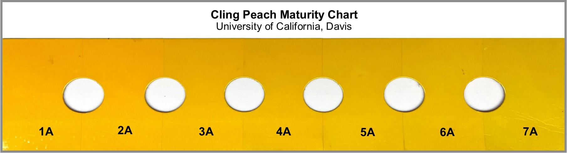 Figure 2. Peach color chart (1 to 7 scale). Source: UC Davis Postharvest Center.