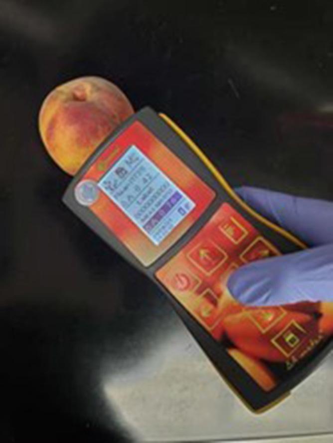 Figure 3. Using a DA meter to quantify the Index of Absorbance Difference (IAD) in peaches which relates to the actual content of chlorophyll-a in the fruit skin. Source: Yixin Cai, University of Maryland