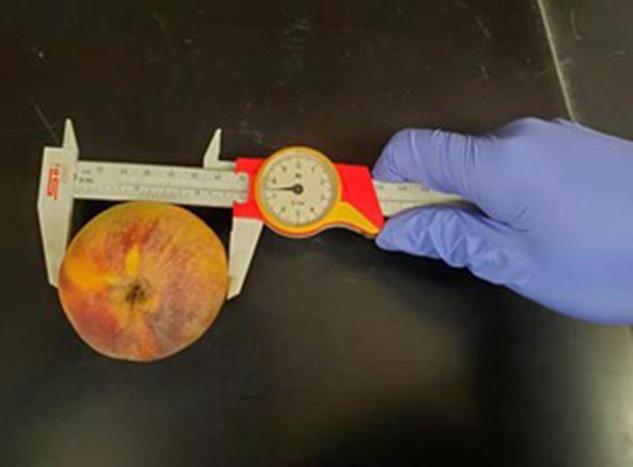 Figure 4. Using a hand-held caliper to measure the diameter of peach. Source: Yixin Cai, University of Maryland