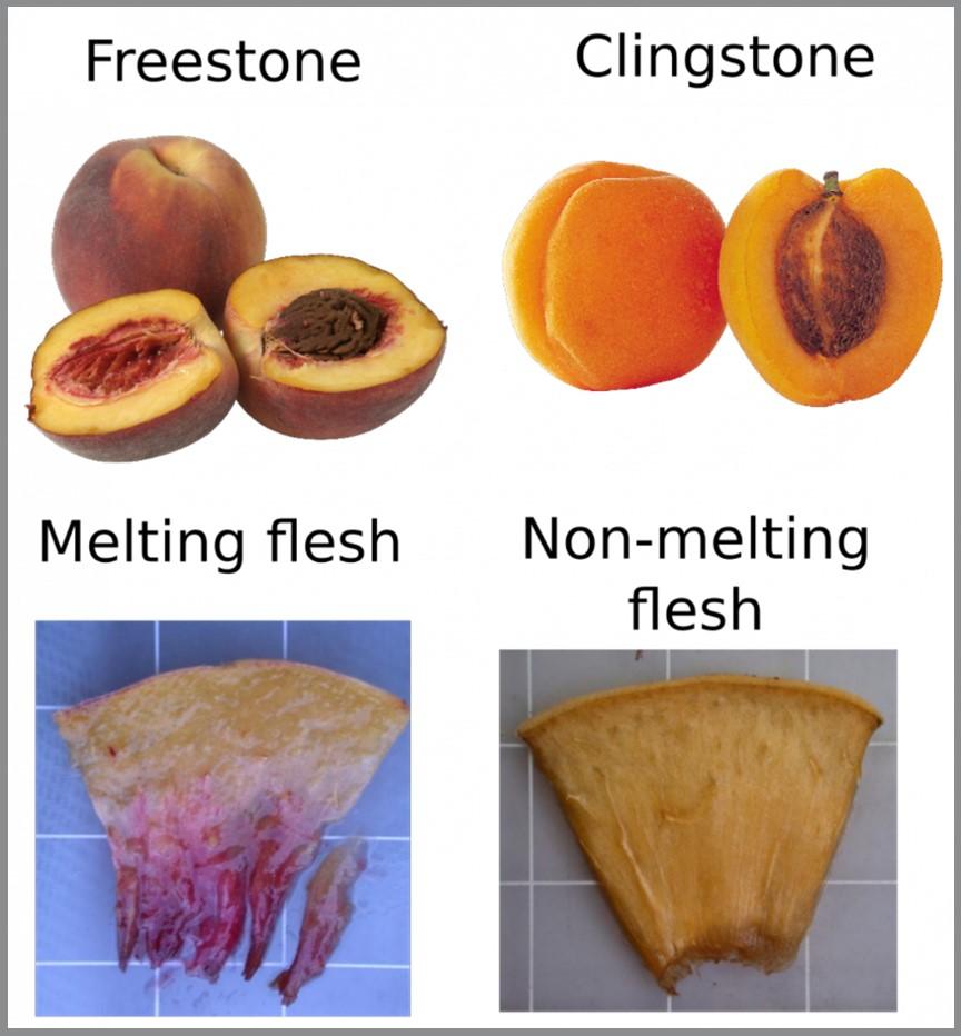 Figure 2. Genetic background and their differences in peach texture characteristics. Photo: RosBREED (Link: https://www.rosbreed.org/sites/default/files/peach%20texture.png).