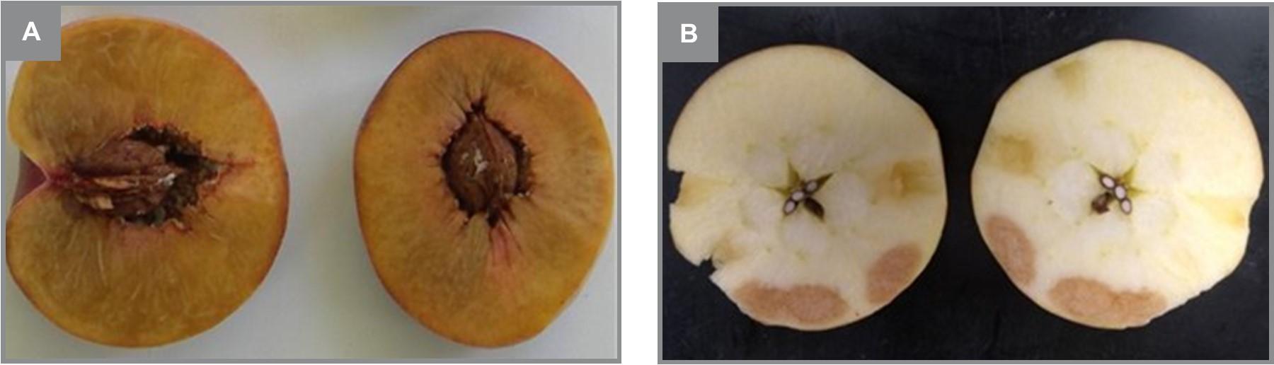 Figure 4. (A) Peaches and (B) apples with chilling injury symptoms after postharvest storage. Photo: Dr. Macarena Farcuh, University of Maryland. 