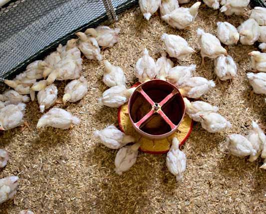Chickens in pen with feeder.  Photo: Edwin Remsberg