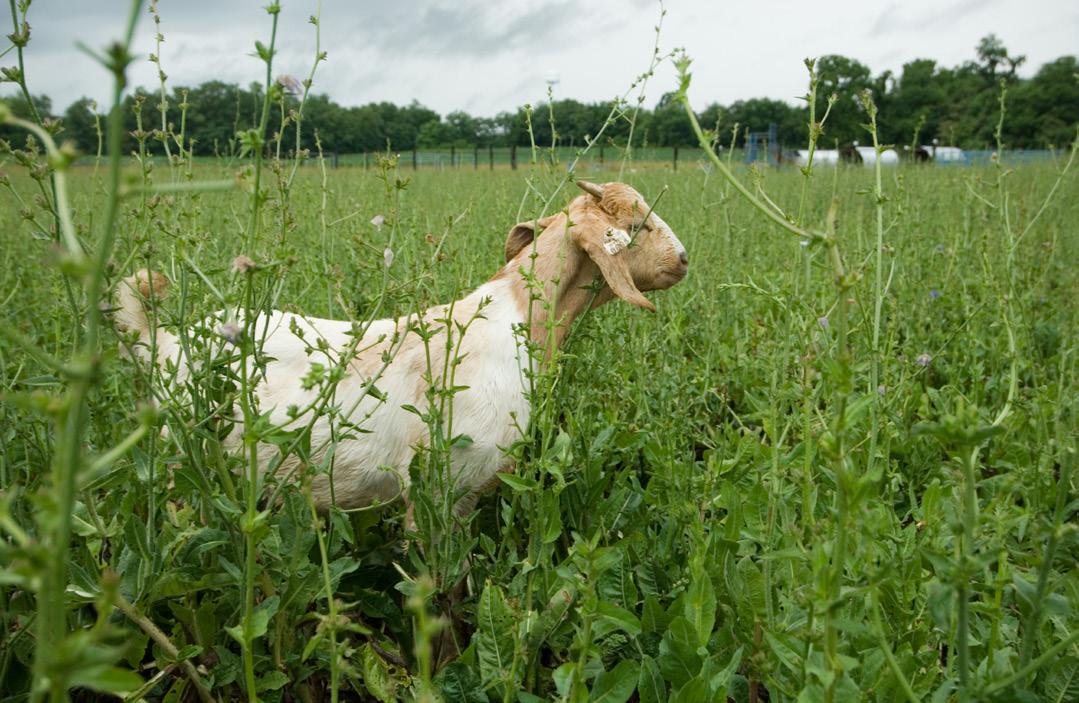 Goat grazing in field