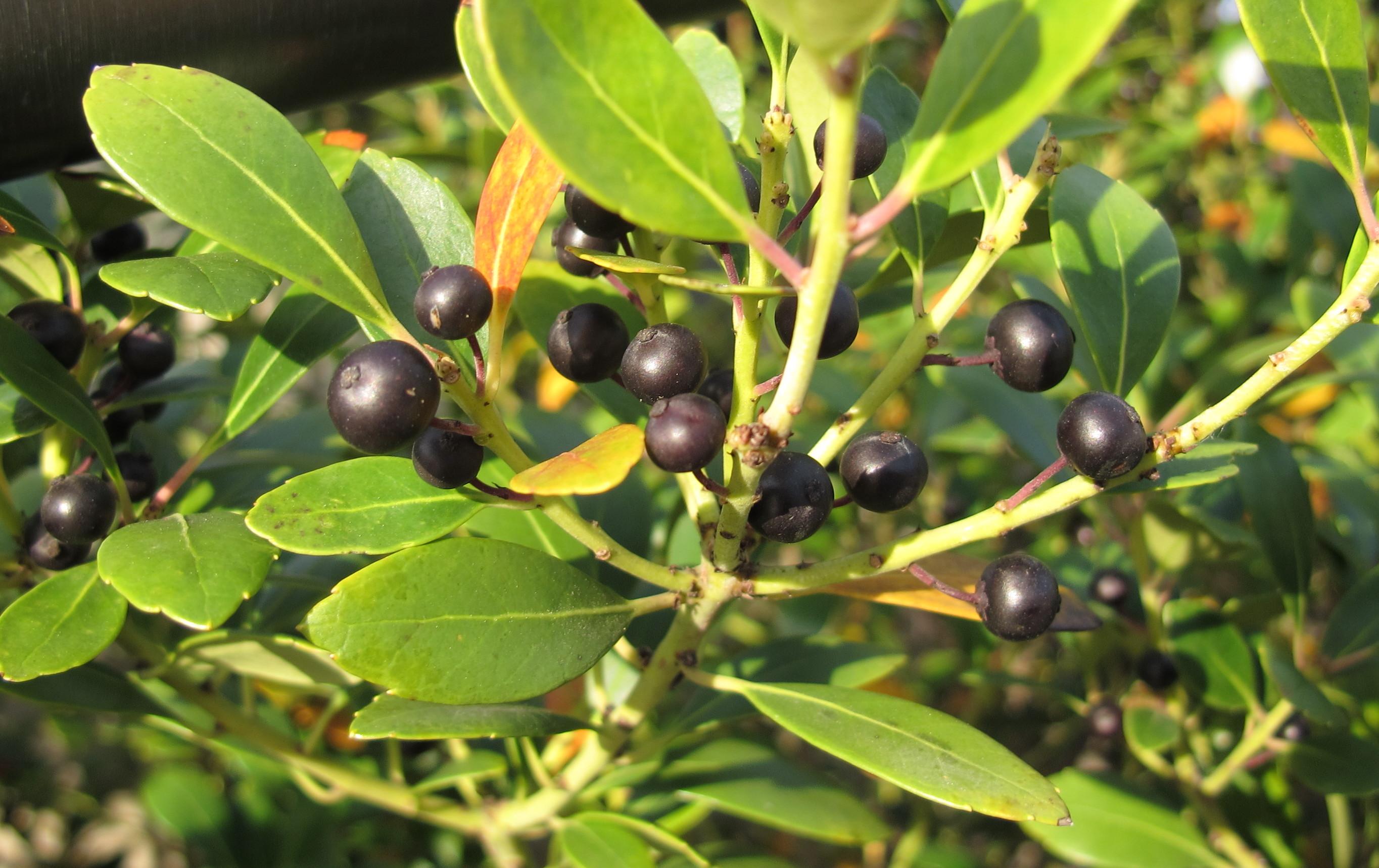 black berries are produced on female inkberry plants - ilex glabra