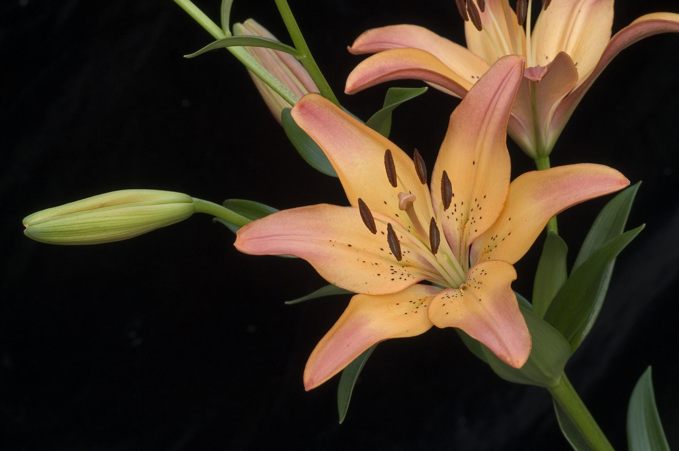 Lily LA hybrid 'Royal Sunset' flower