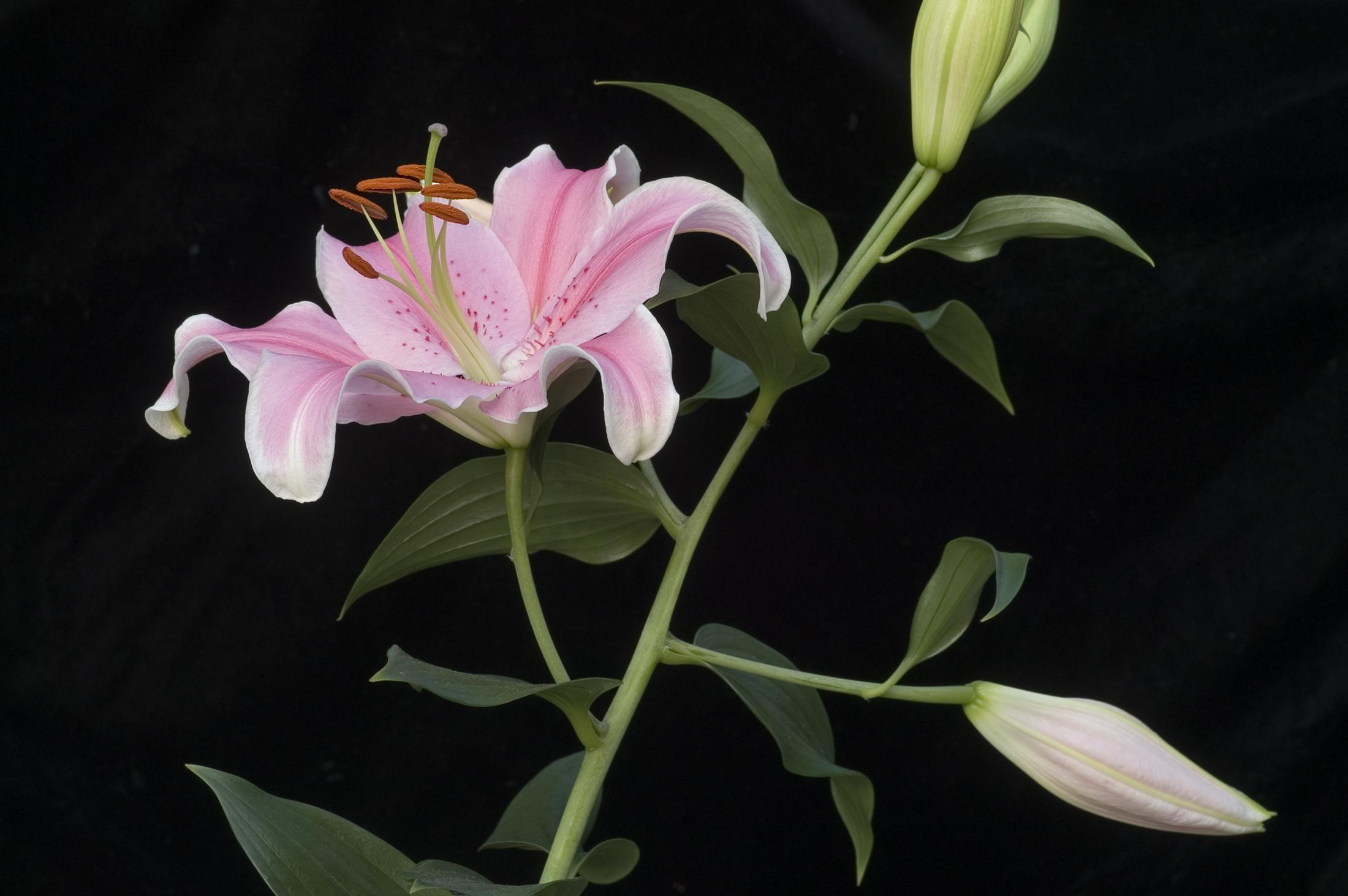 Oriental hybrid lily 'Sorbonne' flower and buds