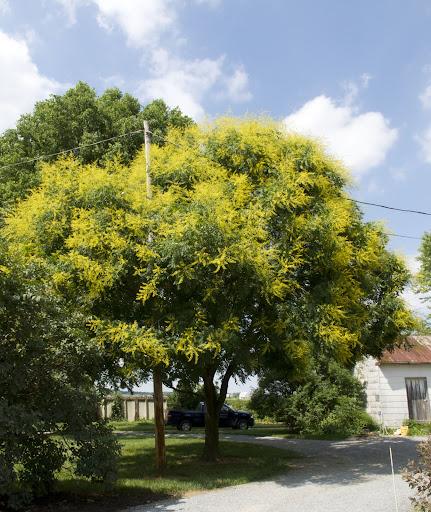 yellow blooms of a golden rain tree