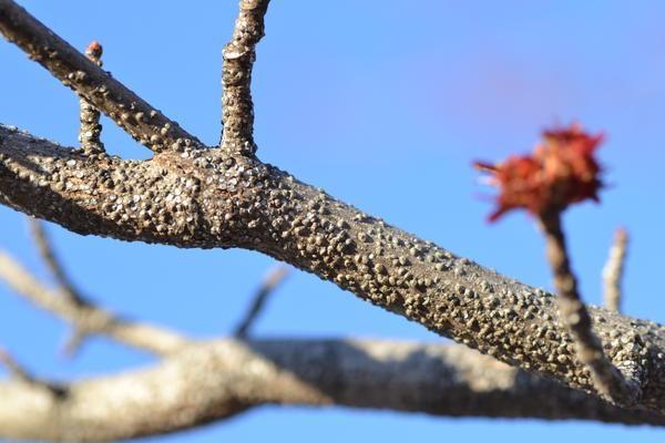 Large numbers of gloomy scale on a red maple branch.