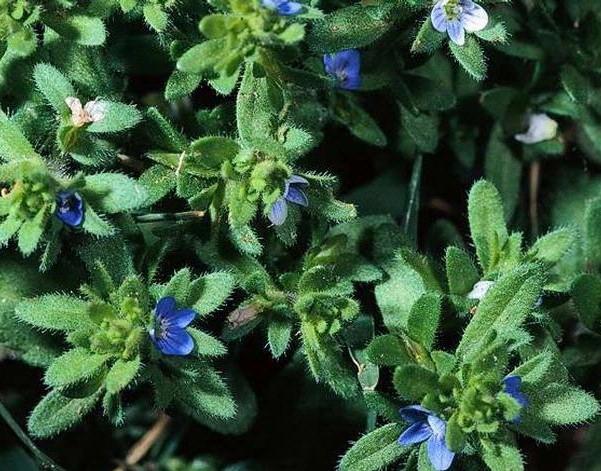 small purplish-blue corn speedwell flowers