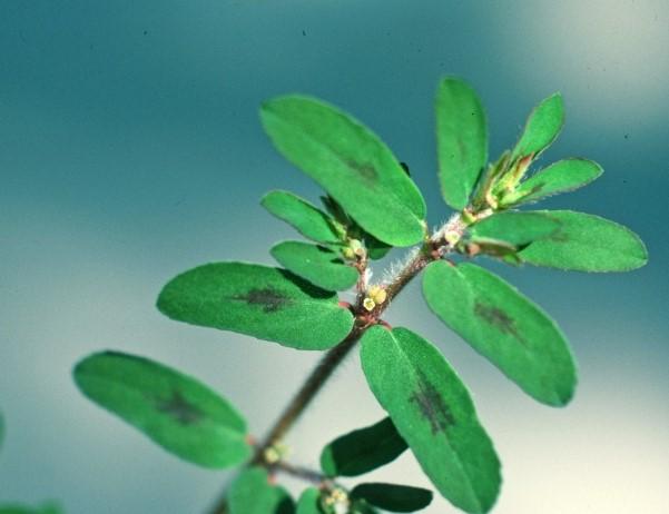 closeup of spots the the leaves of spotted spurge