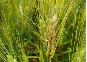 Figure 3. Wheat heads showing bleached florets from FHB.