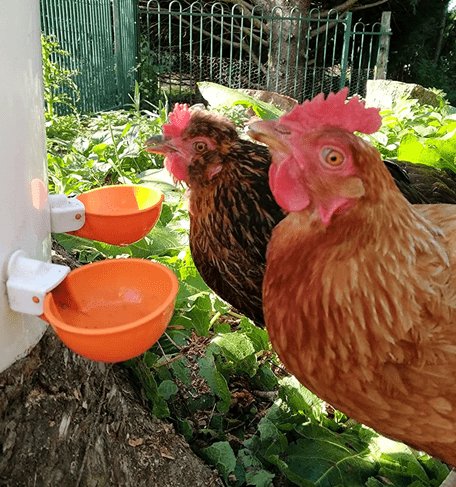 Backyard Chickens at waterer