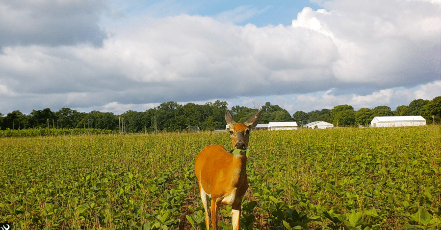 deer grazing soybean