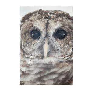 owl remsberg