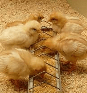 Poultry  chicks eating out of pan