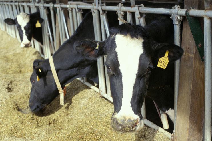 Three cows.  Photo: Edwin Remsberg 